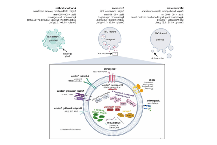 Extracellular vesicle (EV) classes, origins and characteristics.